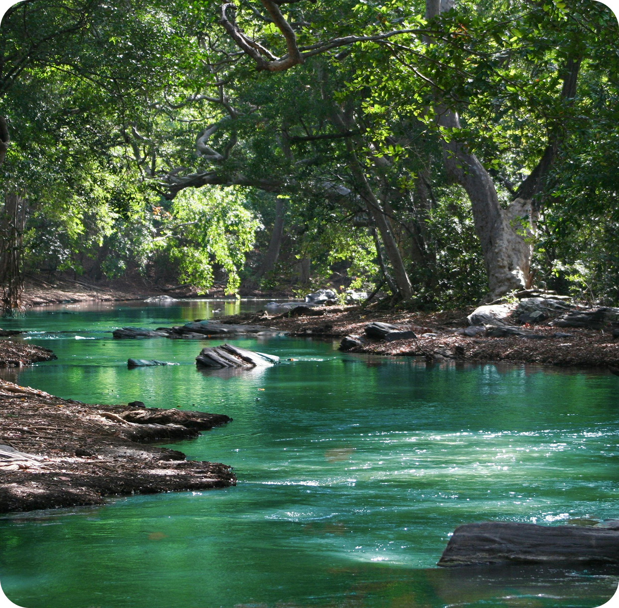 A serene turquoise stream, reminiscent of pristine water and sewer services, flows through a lush, green forest, with trees arching overhead and sunlight filtering through the leaves.