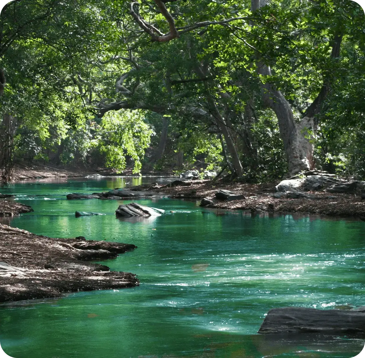 Serene river flowing through lush green forest.